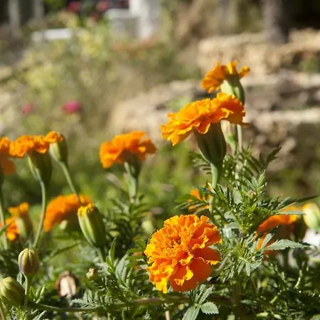 Maria's Paradise Astrakeri