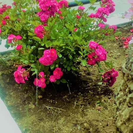 Maria's Paradise